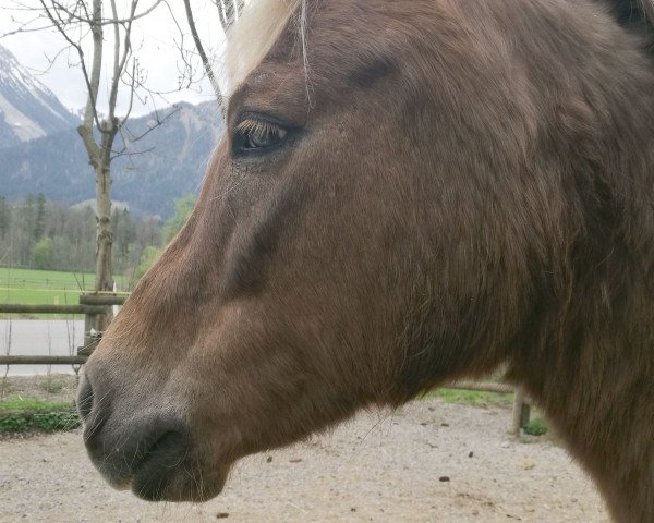 Pferd Little Luna (Knabstrupper, 1998, von Mads af Mesballe)