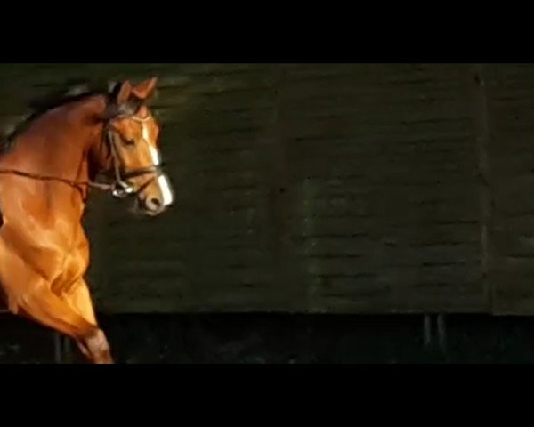 Pferd Dainaro (Holsteiner, 2011, von de Chirico)