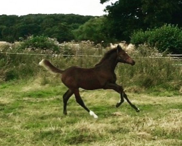 horse DC Dolly Furstin (anglo european sporthorse, 2016, from Dream On)