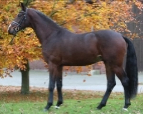 Pferd Sir Schufro (Oldenburger, 2012, von Stedinger)