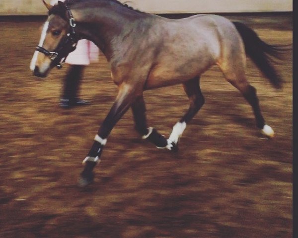 Dressurpferd Ottavio Bugatti (Deutsches Reitpony, 2014, von Grenzhoehes Olivier K WE)