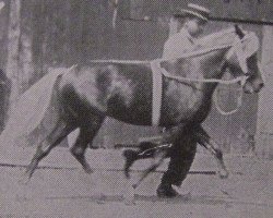 Deckhengst Orloff (Shetland Pony, 1909, von Jap)