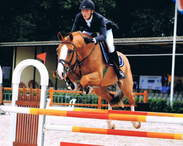 Springpferd Kadans Webster (KWPN (Niederländisches Warmblut), 2003, von Hors La Loi II)