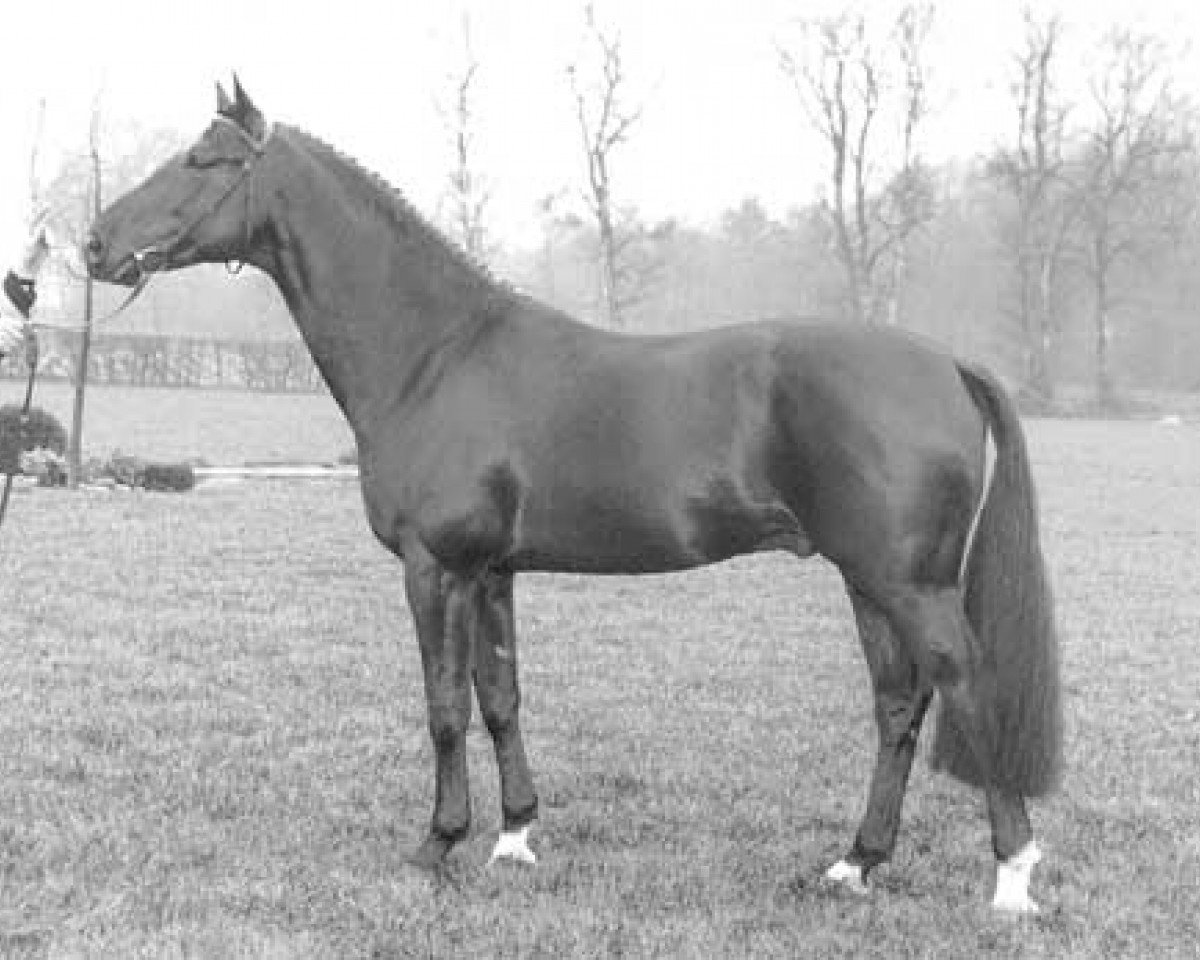 Deckhengst Garmisch (KWPN (Niederländisches Warmblut), 1993, von Grannus)