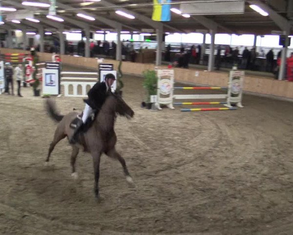 Reitturnier Vreden 2019
