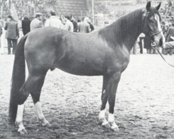 stallion Sarouch ox (Arabian purebred, 1975, from Plakat ox)