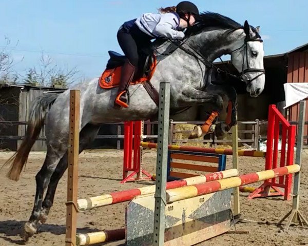 horse Lecal (Zangersheide riding horse, 2009, from Legolas)