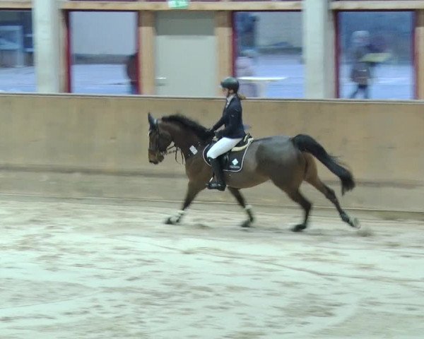 Reitturnier Prussendorf 2019