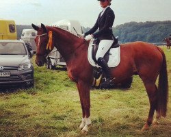 dressage horse Williams PK (Westphalian, 2010, from Weltmeyer)