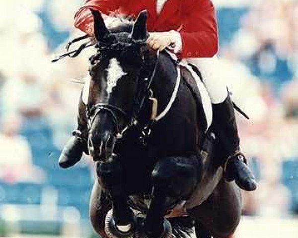 stallion Top Gun (Hanoverian, 1982, from Grannus)