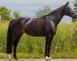 dressage horse Sidathe 3 (Württemberger, 2008, from Sunny Day)