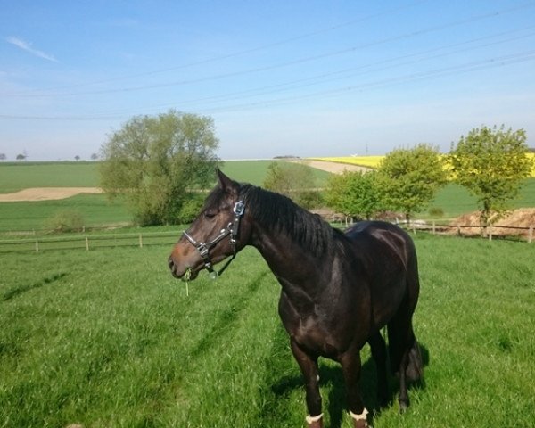 jumper Amara 64 (Westphalian, 2012, from Arpeggio)