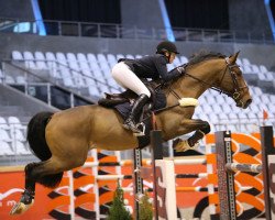 stallion Sandrino IV CH (Swiss Warmblood, 1997, from Sandrigo)