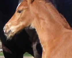 dressage horse Baxx (Westphalian, 2017, from Callaho's Benicio)