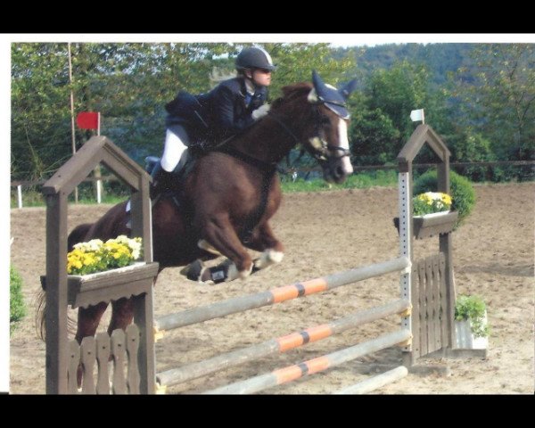 horse Anthony 17 (German Warmblood, 1989, from Admiral)