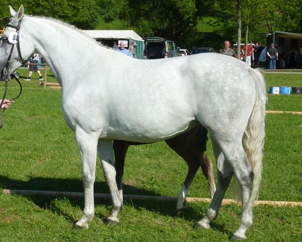 broodmare Queen Lisa (Oldenburg, 2006, from Quite Capitol)
