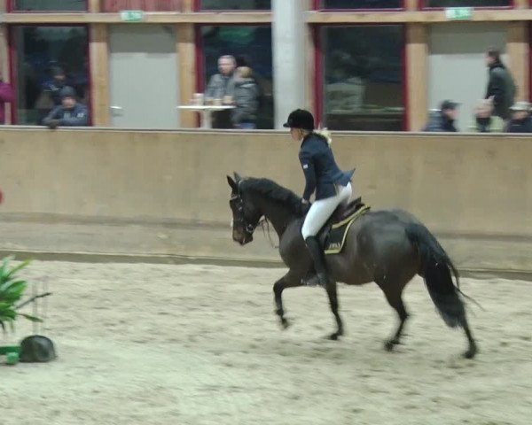 Reitturnier Prussendorf 2019