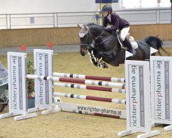 jumper Finette 5 (KWPN (Royal Dutch Sporthorse), 2010, from Vittorio)