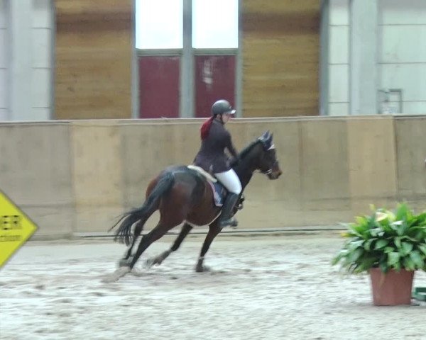 Reitturnier Prussendorf 2019