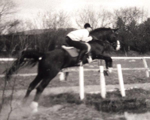Pferd Wuschel II (Hannoveraner, 1972, von Wolfsburg)