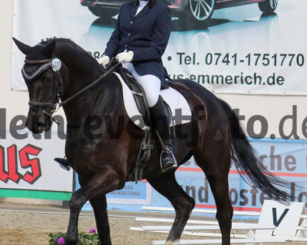 dressage horse Dendera (Hanoverian, 2009, from Desperados FRH) dressage horse Dendera (Hanoverian, 2009, from Desperados FRH)