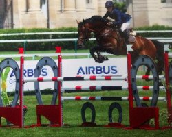 jumper Punjab (Zangersheide riding horse, 2009, from Perigueux)
