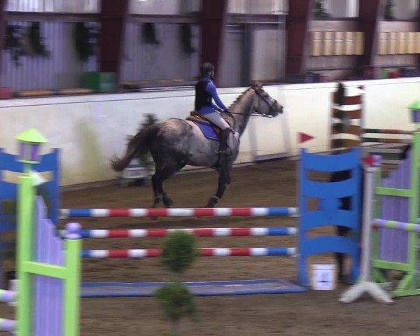Reitturnier Looper Holz 2019