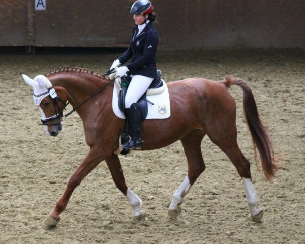 dressage horse Dinara (Westphalian, 1995, from Dinard L.) dressage horse Dinara (Westphalian, 1995, from Dinard L.)