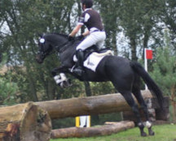 broodmare Butts La Jolie R (Trakehner, 2009, from Caruso Nero)