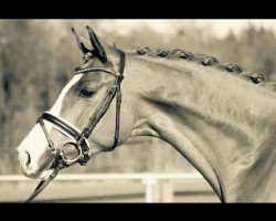 dressage horse Flunkiball (Westphalian, 2009, from Fleury)