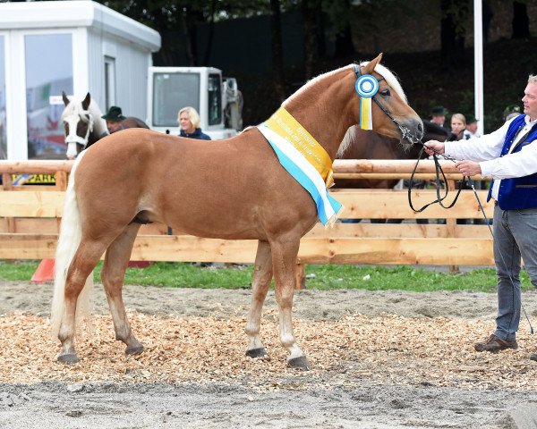 Deckhengst Akarino D (Haflinger, 2012, von Alabaster B)