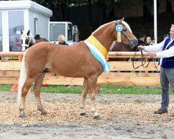 Deckhengst Akarino D (Haflinger, 2012, von Alabaster B)
