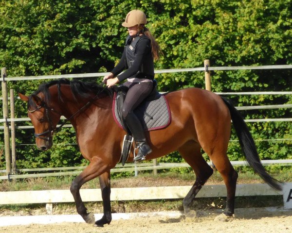 Zuchtstute Rock Diamond S (Westfale, 2012, von Rock Forever NRW)
