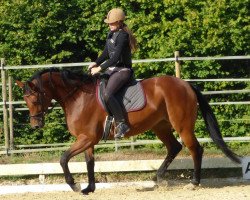 broodmare Rock Diamond S (Westphalian, 2012, from Rock Forever NRW)