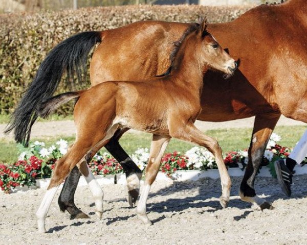 horse Le Notre (Westphalian, 2017, from Le Vivaldi)