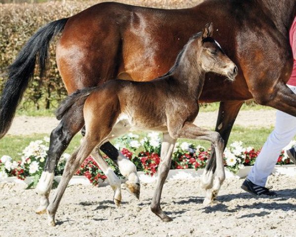 horse Fiala (Westphalian, 2017, from Tannenhof's Fahrenheit)