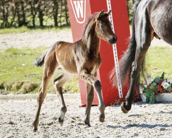 horse Faustina (Westphalian, 2017, from For Romance I)