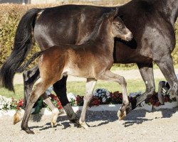 Pferd Saint Georges (Westfale, 2017, von Sandro Hit)