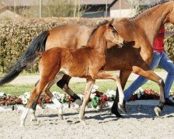 Pferd Faruschka (Westfale, 2017, von For Romance I)