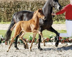 Pferd Bella Beatrix (Westfale, 2017, von Borsalino)