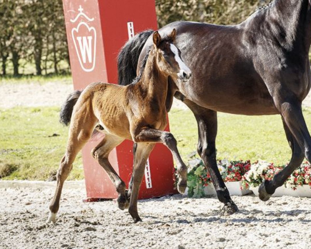 dressage horse Gabalier (Westphalian, 2017, from Goldberg)