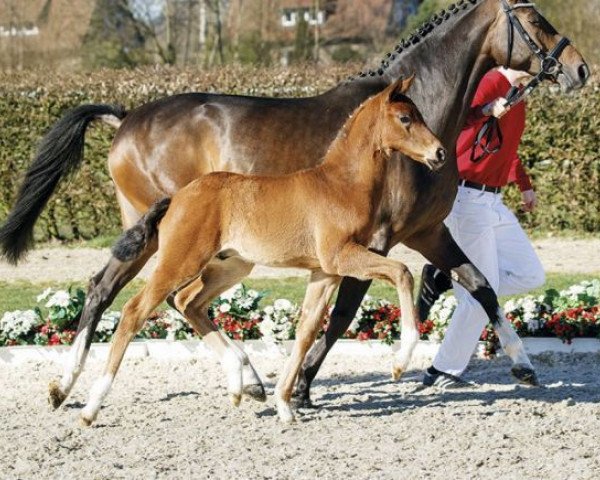 horse Franco Baresi (Westphalian, 2017, from Frascino)