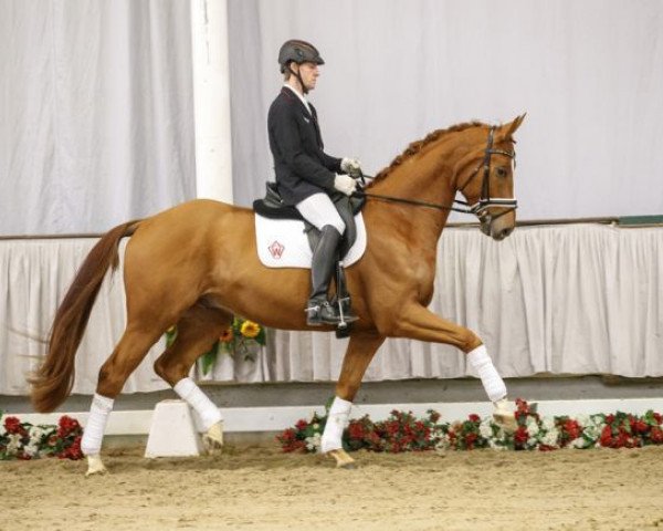 dressage horse Schuhbeck 2 (Westphalian, 2013, from Stoiber SN)