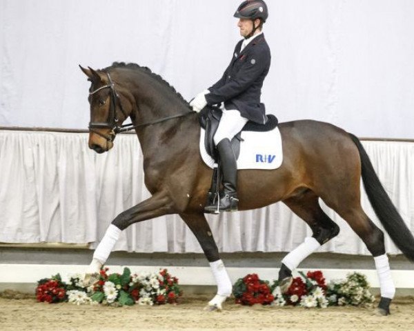 dressage horse Smaragd 80 (Westphalian, 2014, from Sunday)