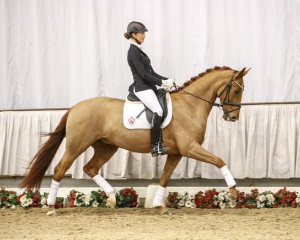 dressage horse Damon‘s Next Generation (Westphalian, 2013, from Damon Hill) dressage horse Damon‘s Next Generation (Westphalian, 2013, from Damon Hill)