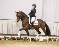 stallion Diamond Dancer (Westphalian, 2014, from Diamond Magic)