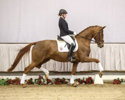 horse Fenja (Westphalian, 2013, from Franziskus FRH)