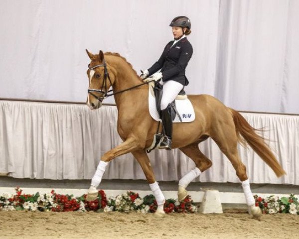 horse Sensei (Westphalian, 2013, from Sezuan)
