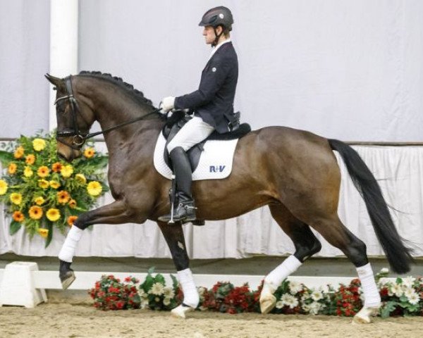 stallion Andernach (Westphalian, 2014, from All At Once)