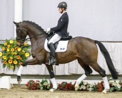 stallion Andernach (Westphalian, 2014, from All At Once)